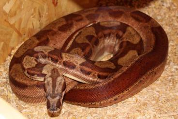 Boas kaufen und verkaufen Photo: 0.1 Hypo motley het albino 2016