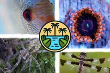 Zierfische kaufen und verkaufen Foto: Zierfischversand mit Jungle-Express ab 34,90 € Zierfische kaufen und verkaufen Foto: Zierfischversand mit Jungle-Express ab 34,90 €