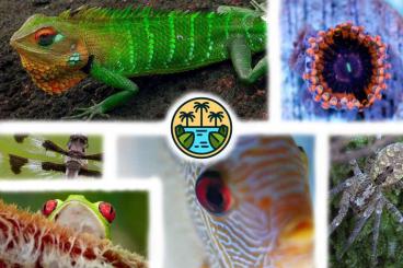 Schlangen kaufen und verkaufen Foto: Versand von Fischen und Reptilien Schlangen kaufen und verkaufen Foto: Versand von Fischen und Reptilien
