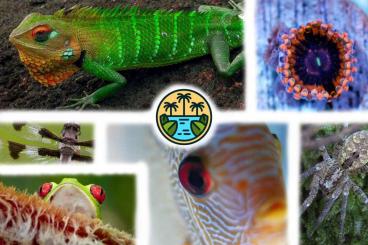 Lizards kaufen und verkaufen Photo: Tierversand mit Jungle-Express 
