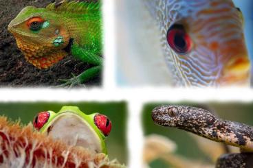 Lizards kaufen und verkaufen Photo: Tierversand mit Jungle-Express ab 24,90 €