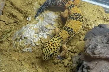 Geckos kaufen und verkaufen Photo: 0.1 Eublepharis macularius High Yellow (Leopardgecko) für Hamm