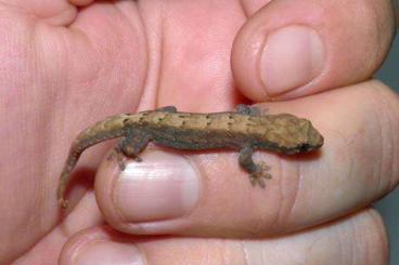 Geckos kaufen und verkaufen Foto: Lepidodactylus lugubris (parthenogenetisch!!!)