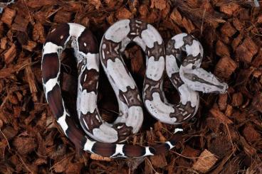 Boas kaufen und verkaufen Foto: 4.2 Boa constrictor constrictor Suriname 2022