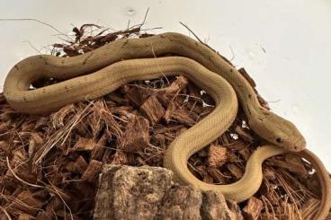 Schlangen kaufen und verkaufen Foto: Elaphe carinata carinata high yellow line het albino