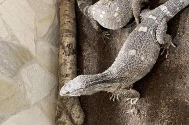 Monitor lizards kaufen und verkaufen Photo: Varanus albigularis microstictus 1.1 zuchtpaar 