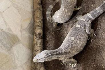 Monitor lizards kaufen und verkaufen Photo: Varanus albigularis microstictus 1.1 adult 