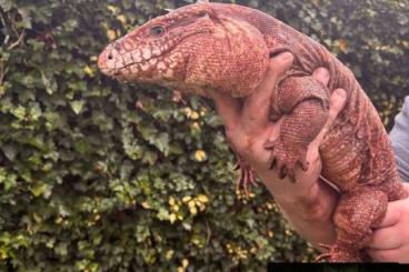 Lizards kaufen und verkaufen Photo: Rote Teju nachzuchten Jungtiere Lizards kaufen und verkaufen Photo: Rote Teju nachzuchten Jungtiere