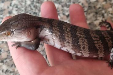 Skinke kaufen und verkaufen Foto: Tiliqua sp. - Irian Jaya skink