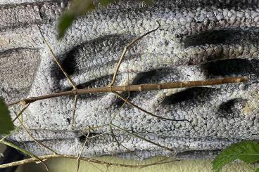 Insekten kaufen und verkaufen Foto: Blaue Thai Stabschrecken (ramulus nematodes blue) abzugeben