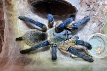 Vogelspinnen kaufen und verkaufen Foto: Monocentropus balfouri (Blaue Jemen Vogelspinne)