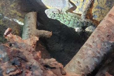 other lizards kaufen und verkaufen Photo: Sceloporus Malachiticus