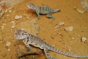 Lizards kaufen und verkaufen Photo: 1.1 Crotaphytus collaris 