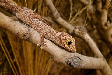 Echsen kaufen und verkaufen Foto: Suche Strophurus ciliaris 1.1 oder 0.1 Echsen kaufen und verkaufen Foto: Suche Strophurus ciliaris 1.1 oder 0.1