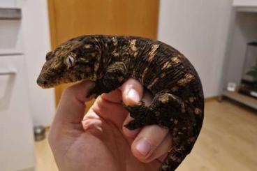 Geckos kaufen und verkaufen Photo: 0.1 Mt.Koghis Tröger (75%) ×Cf(25%) CB 23 Geckos kaufen und verkaufen Photo: 0.1 Mt.Koghis Tröger (75%) ×Cf(25%) CB 23