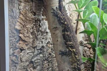 Geckos kaufen und verkaufen Foto: 0.1 Mt.Koghis Tröger (75%) ×Cf(25%) CB 23 Geckos kaufen und verkaufen Foto: 0.1 Mt.Koghis Tröger (75%) ×Cf(25%) CB 23