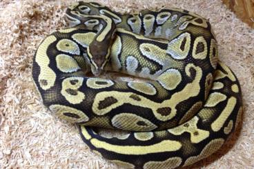 Königspythons kaufen und verkaufen Foto: Python Regius Lesser het. Ghost 0.1