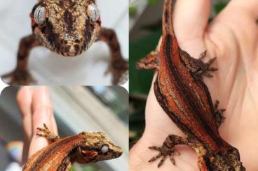 Geckos kaufen und verkaufen Foto: Eigene Nachzuchten von Rhacodactylus auriculatus, C. sarasinorum..