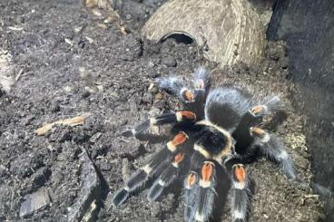 Vogelspinnen kaufen und verkaufen Foto: Diverse Vogelspinnen abzugeben