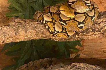 Pythons kaufen und verkaufen Photo: 1.0 Dwarf Reticulated python ( tombologan) and 0.1 Pied het Albino 