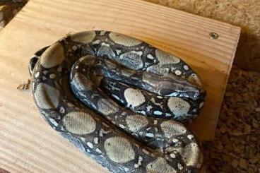 Schlangen kaufen und verkaufen Foto: 0.1 Anery het leopard poss het Albino und 0.1 GHI Königspython