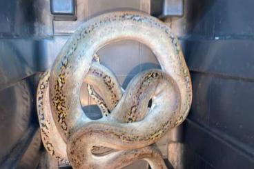 Pythons kaufen und verkaufen Photo: 1.0 Dwarf Reticulated python ( tombologan) and 0.1 Pied het Albino 