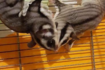 Exotische Säuger kaufen und verkaufen Foto: Sugar glider günstig abzugeben 