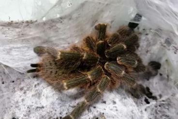 Spinnen und Skorpione kaufen und verkaufen Foto: Pterinochilus murinus dcf (Mikumi)/ Leiurus