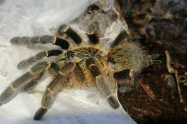 Spinnen und Skorpione kaufen und verkaufen Foto: 0.1 Pterinochilus murinus dcf (Mikumi) 