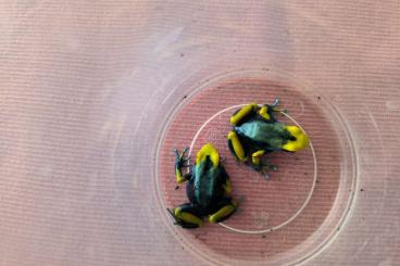 Poison dart frogs kaufen und verkaufen Photo: Dendrobates tinctorius tumucumaque 1.1