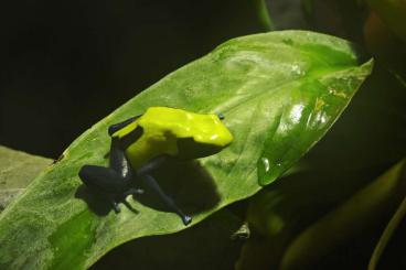 Poison dart frogs kaufen und verkaufen Photo: Dendrobates tinctorius Citronella 0.2 oder 0.0.5 Poison dart frogs kaufen und verkaufen Photo: Dendrobates tinctorius Citronella 0.2 oder 0.0.5