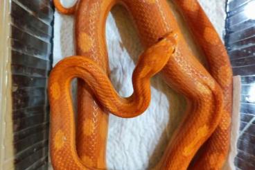 Nattern ungiftige  kaufen und verkaufen Foto: Kornnatter verschiedene Farben 