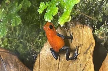 frogs kaufen und verkaufen Photo: Oophaga Blue Jeans Nicaragua