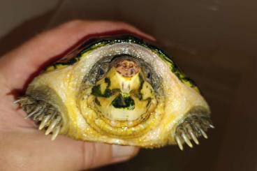 Schildkröten  kaufen und verkaufen Foto: Staurotypus salvinii male 