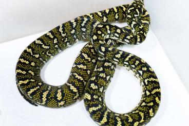 Snakes kaufen und verkaufen Photo: Morelia Spilota Spilota 2.1. Holdbacks abzugeben! Snakes kaufen und verkaufen Photo: Morelia Spilota Spilota 2.1. Holdbacks abzugeben!