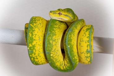 Schlangen kaufen und verkaufen Photo: Morelia Viridis Kingline male from feb. 2024 availible! Schlangen kaufen und verkaufen Photo: Morelia Viridis Kingline male from feb. 2024 availible!