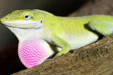 other lizards kaufen und verkaufen Photo: 16x Rotkehlanolis (Mini-Leguan) Jungtiere 3 bis 6 Monate alt 