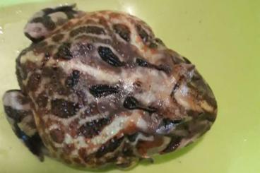 Frösche  kaufen und verkaufen Foto: Ceratophrys aurita 0.0.1 abzugeben 85€