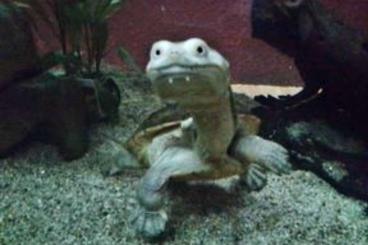 Sumpfschildkröten kaufen und verkaufen Foto: Verkaufe schlangenhalsschildkröte 