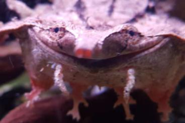 Sumpfschildkröten kaufen und verkaufen Foto: Chelus fimbriatus  matamata 