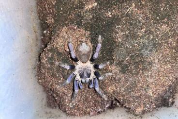 Vogelspinnen kaufen und verkaufen Foto: Albopilosus und Sazimai zur Abholung 