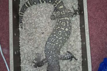 Lizards kaufen und verkaufen Photo: Heloderma horridum exasperatum.