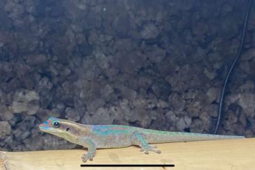 Geckos kaufen und verkaufen Foto: Phelsuma Ornata 0.0.6 von 22