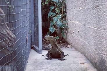 Monitor lizards kaufen und verkaufen Photo: Varanus salvadorii 1.1 (Adults)