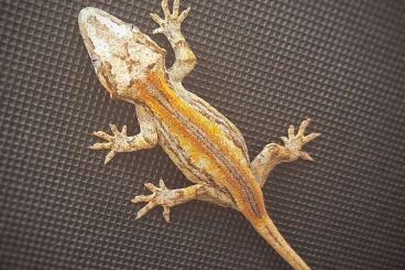 Geckos kaufen und verkaufen Photo: 0.0.5 Rhacodactylus Auriculatus DNZ