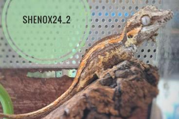 Geckos kaufen und verkaufen Foto: Rhacodactylus Auriculatus DNZ Geckos kaufen und verkaufen Foto: Rhacodactylus Auriculatus DNZ