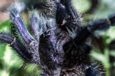 Vogelspinnen kaufen und verkaufen Foto: Avicularia purpurea 1.0 mit RH oder Sub
