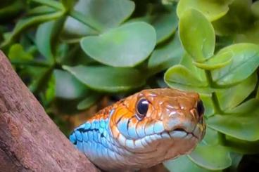 Schlangen kaufen und verkaufen Foto: Looking for Thamnophis sirtalis tetrataenia