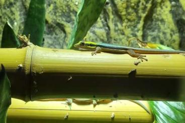 Lizards kaufen und verkaufen Photo: Phelsuma klemmeri for sale