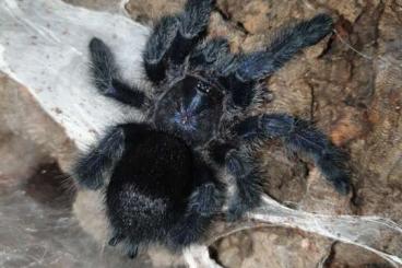 Vogelspinnen kaufen und verkaufen Foto: Avicularia purpurea 0.0.xx